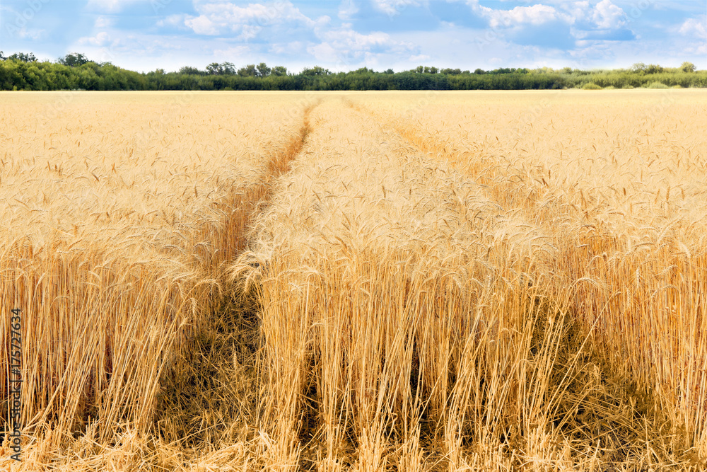 Beautiful view of wheat field
