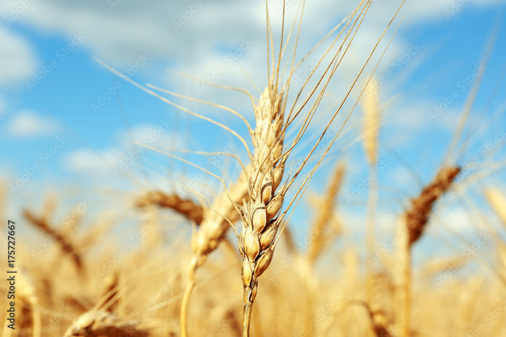 Golden ears of wheat on blurred background Golden ears of wheat on blurred background