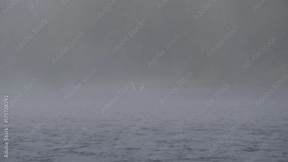 Morning fog on the Loire river and birds on the rive Morning fog on the Loire river and birds on the rive
