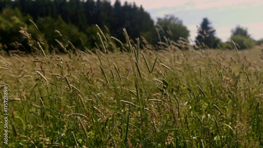 Halbnahe Aufnahme | Wedelnde Grashalme Halbnahe Aufnahme | Wedelnde Grashalme