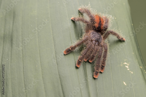Pink Toe Tarantula. Resting on a jungle leaf.  Focus on the eyes. room for copy. photo