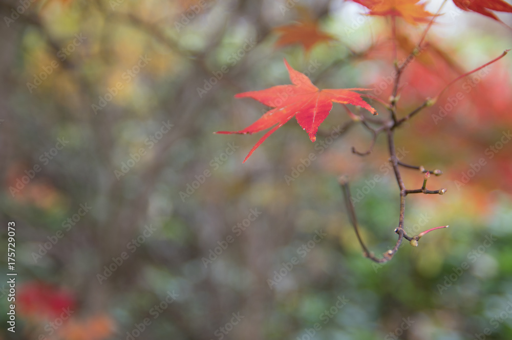 Autumn leaves Autumn leaves