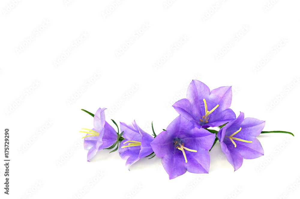Violet-blue flowers Campanula persicifolia (peach-leaved bellflower) on a white background with space for text. Violet-blue flowers Campanula persicifolia (peach-leaved bellflower) on a white background with space for text.