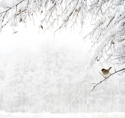 Twigs of tree covered of hoarfrost and snow on background of winter forest in snow.  There is a sparrow on one of the sprigs.