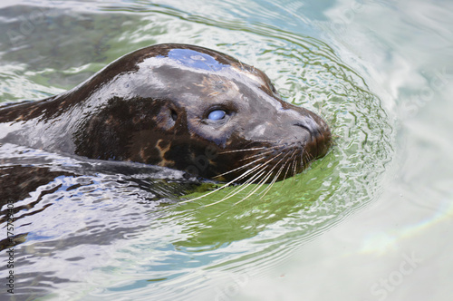 Harbor seal in the water