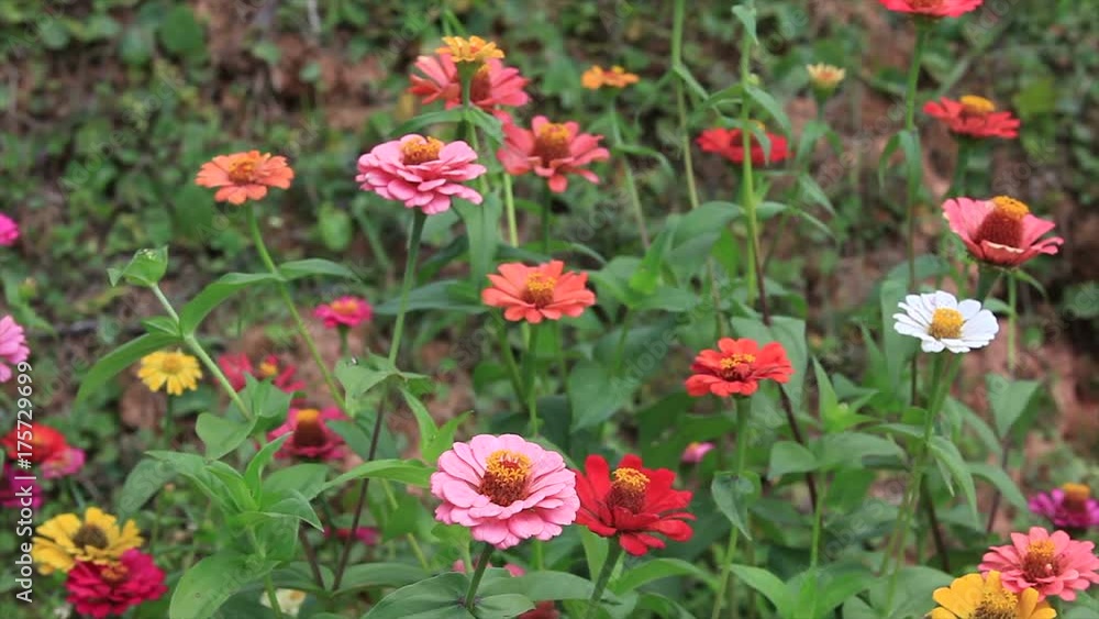 Zinnia flower Zinnia flower