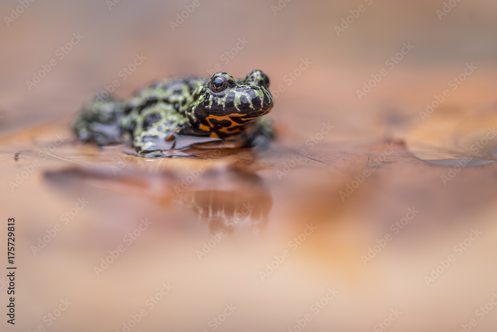 Obraz premium a Fire Bellied Toad, sitting in shallow water, reflecting onto the water.