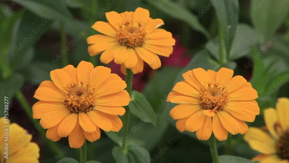 Zinnia flower Zinnia flower
