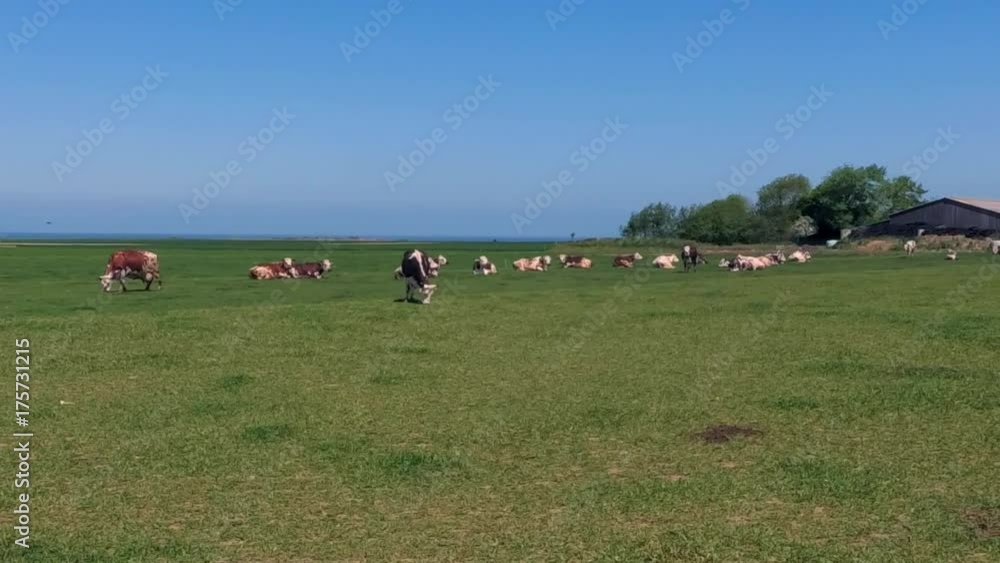 Pan shot of cows grazing on green field on a bright sunny day. Normandy, France. Cattle breeding. Industrial agriculture concept. Summer countryside landscape, pastureland for domesticated livestock Pan shot of cows grazing on green field on a bright sunny day. Normandy, France. Cattle breeding. Industrial agriculture concept. Summer countryside landscape, pastureland for domesticated livestock