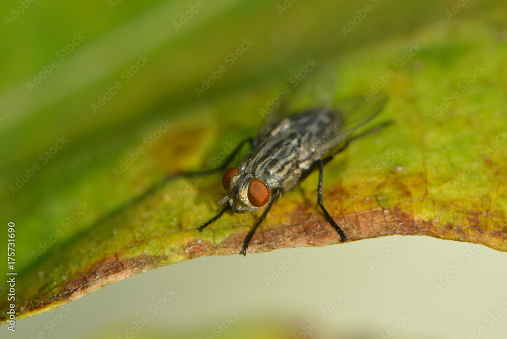 Fliegenmakro Fliegenmakro