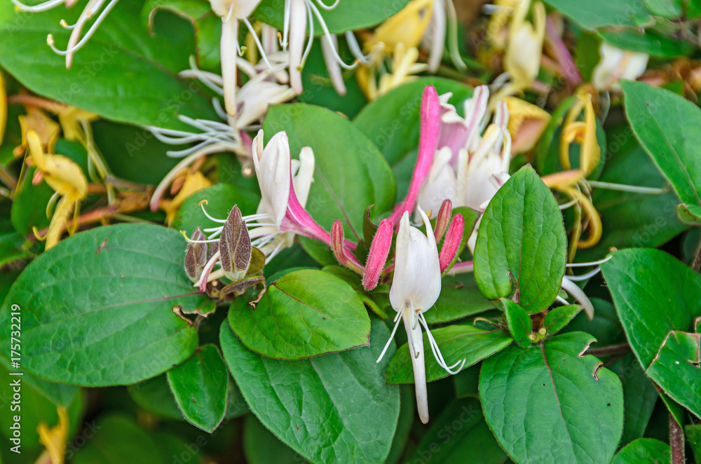 Lonicera caprifolium (goat-leaf honeysuckle, Italian honeysuckle, perfoliate woodbine) flowers, 