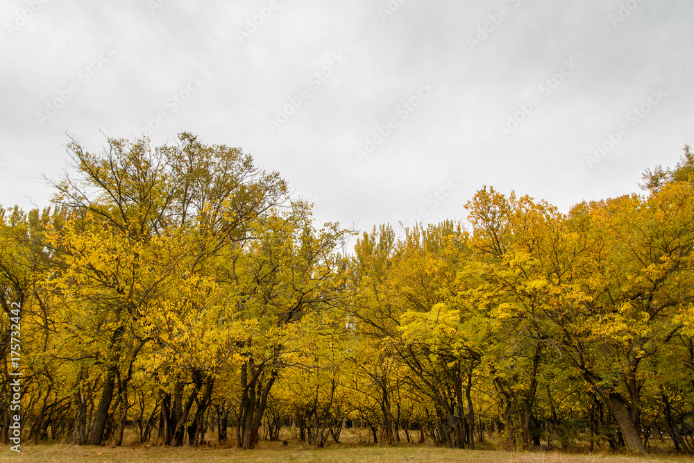 Autumn landscape with yellow trees line