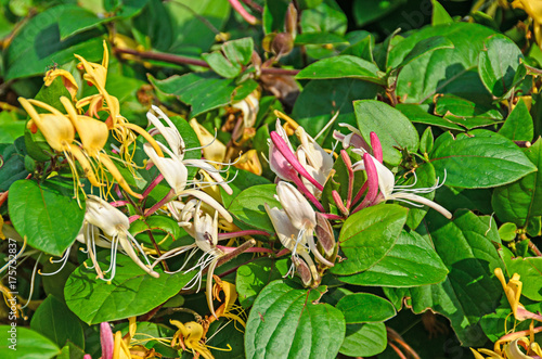 Lonicera caprifolium (goat-leaf honeysuckle, Italian honeysuckle, perfoliate woodbine) flowers, 