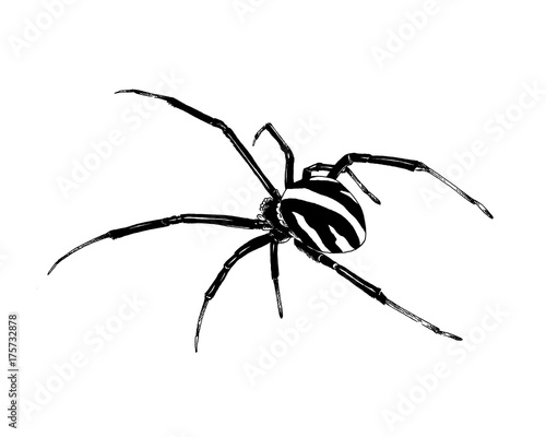 crawling spider drawn in ink by hand on a white background