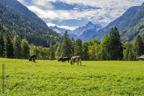 Cows grazing with View to Trettach Mountain Peak/ Bavaria