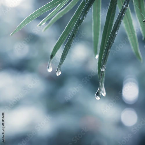 Dew or Rain Drops On Leaves