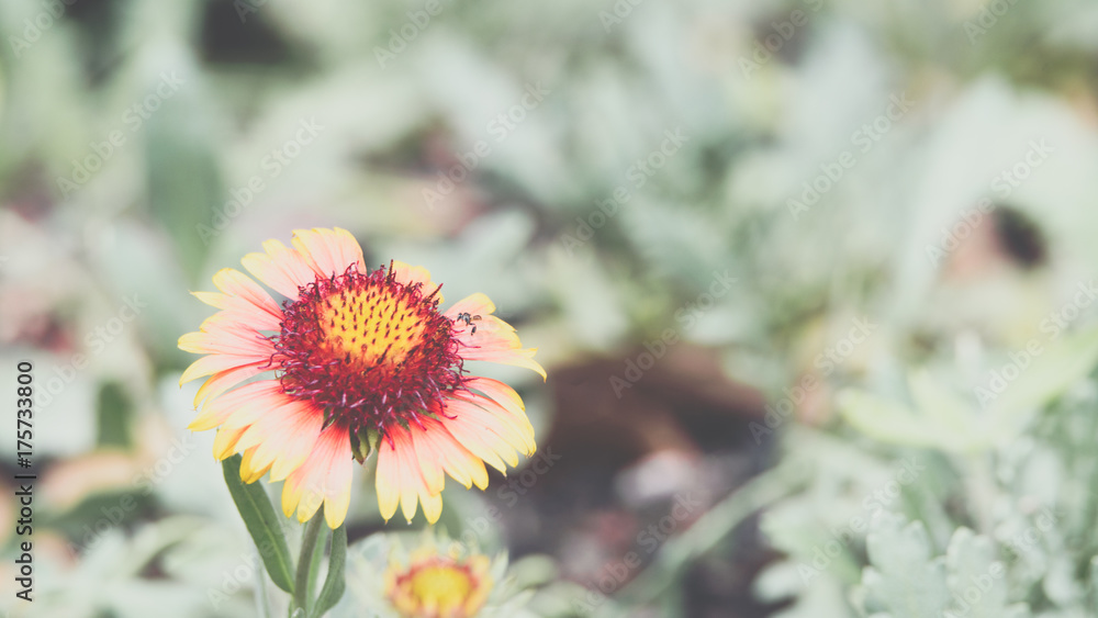 Flower (Zinnia, Zinnia violacea Cav.) in garden Flower (Zinnia, Zinnia violacea Cav.) in garden