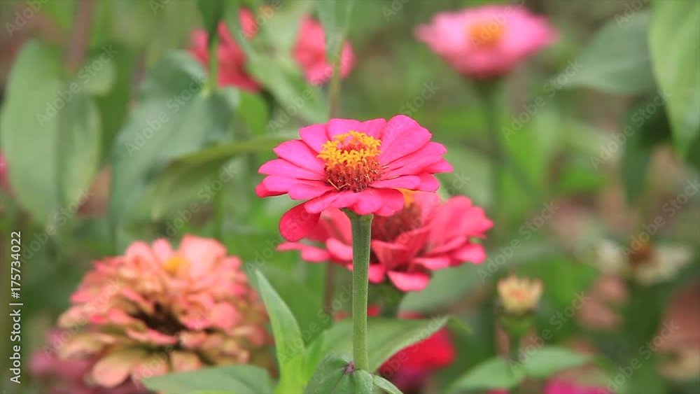 Zinnia flower Zinnia flower
