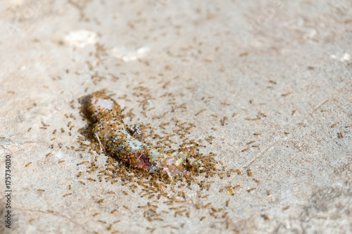 Small lizard killed by ants eating. © waraphot