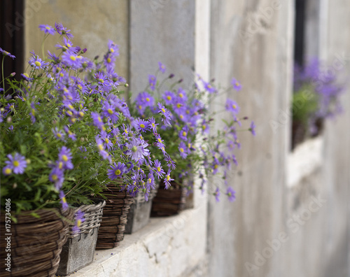 Purple Wall Flower Baskets