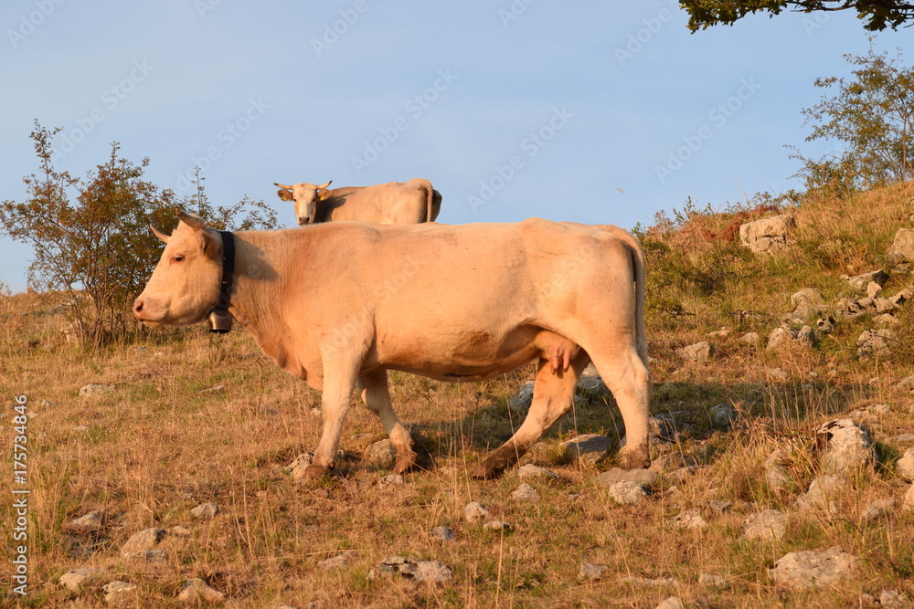 cow cow