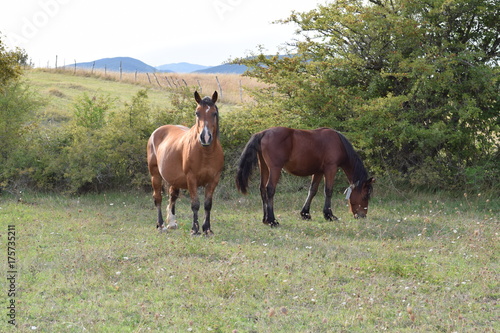 Wallpaper Mural tho horse Torontodigital.ca