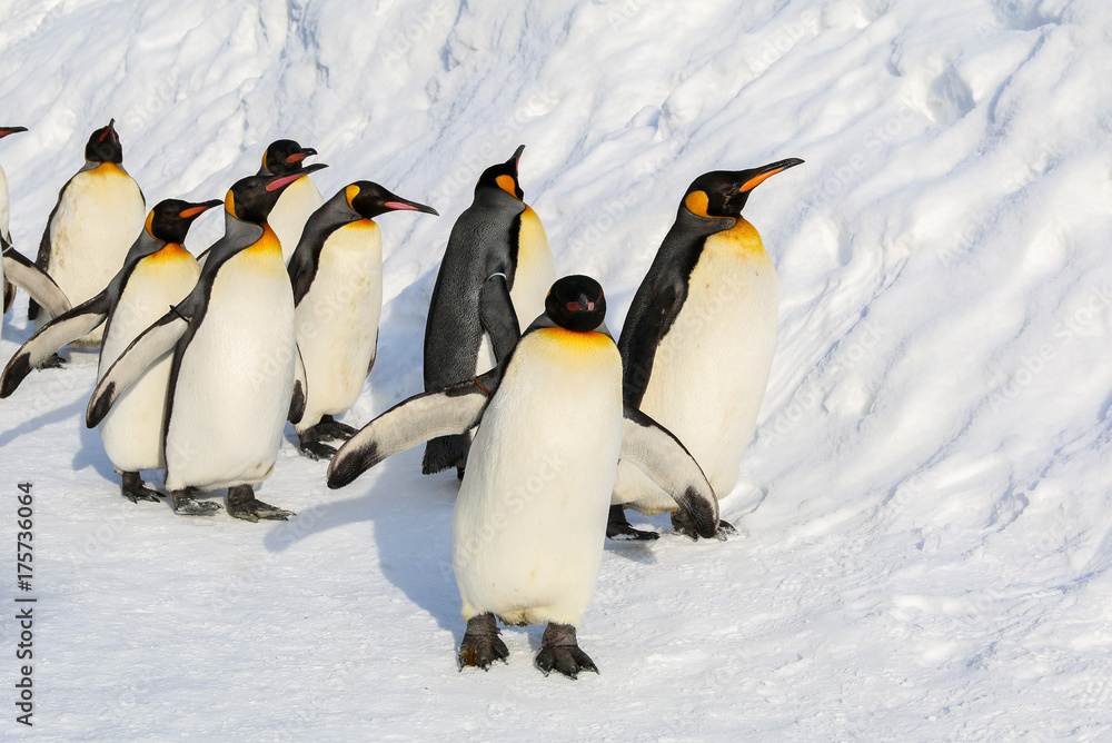Fototapeta premium King penguins walking on the snow in Hokkaido,Japan.