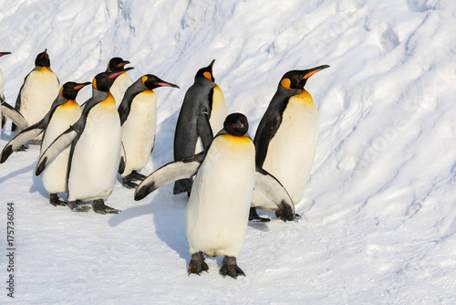 King penguins walking on the snow in Hokkaido Japan.