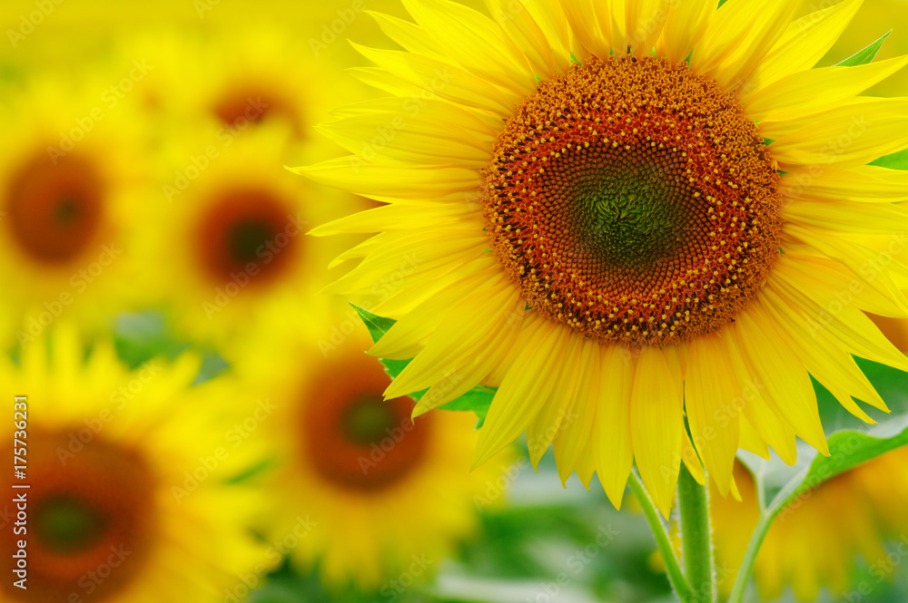 close-up sunflower in a field close-up sunflower in a field