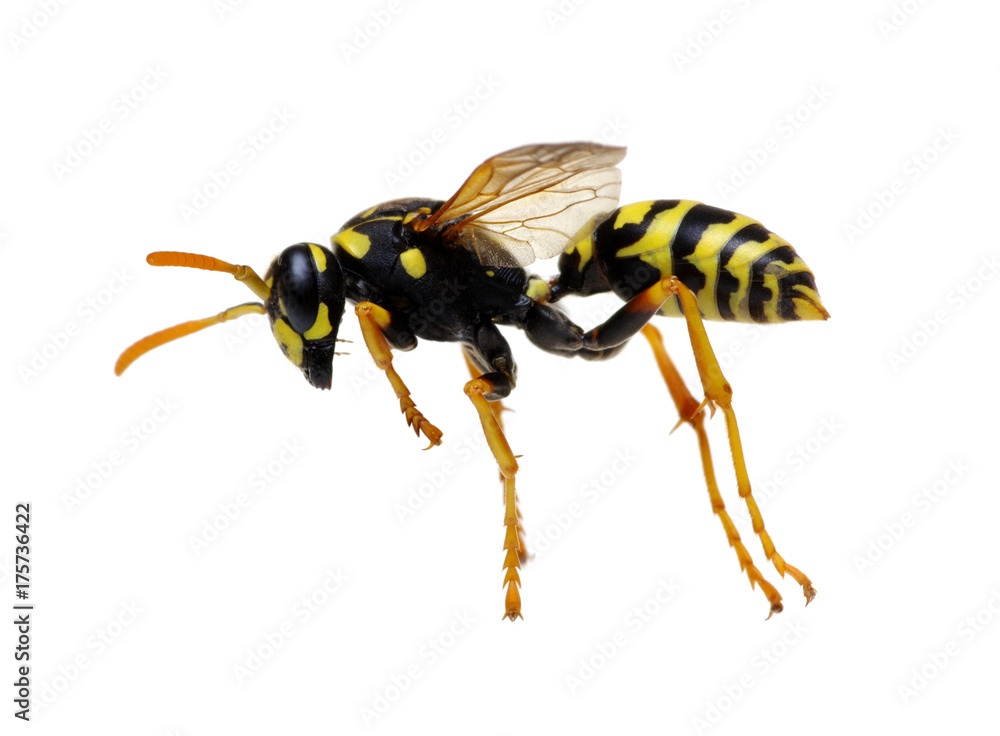 wasp isolated on white wasp isolated on white
