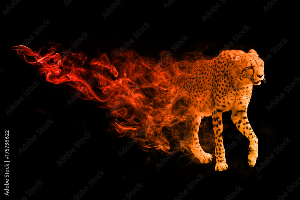 Cheetah animal kingdom collection with amazing effect Stock Photo | Adobe  Stock