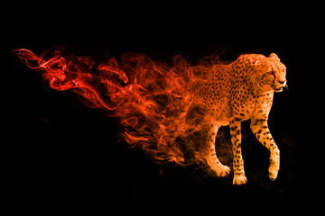 Cheetah animal kingdom collection with amazing effect