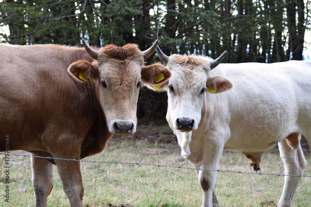 two cow close-up  primo piano bovino
