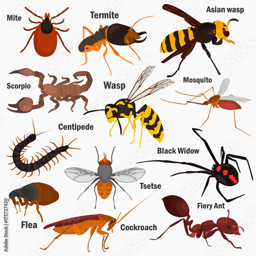 Set pf dangerous insects with their names color flat icons