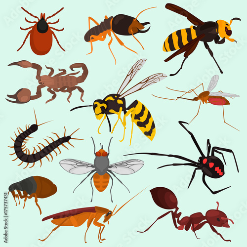 Set pf dangerous insects color flat icons