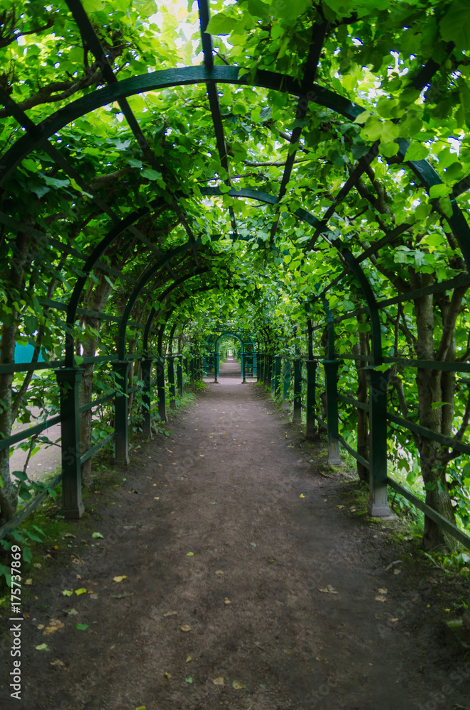 Tunnel of trees. A garden path under the arches. Tunnel of trees. A garden path under the arches.