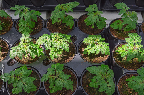 young tomato plants in pots in a greenhouse