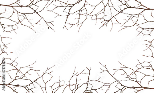 Dry twig with two old leaves