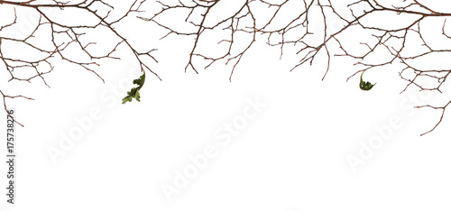 Dry twigs with two old leaves