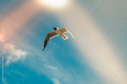 Seagull in the sky. Flying in the clouds. A bird is a symbol of freedom.