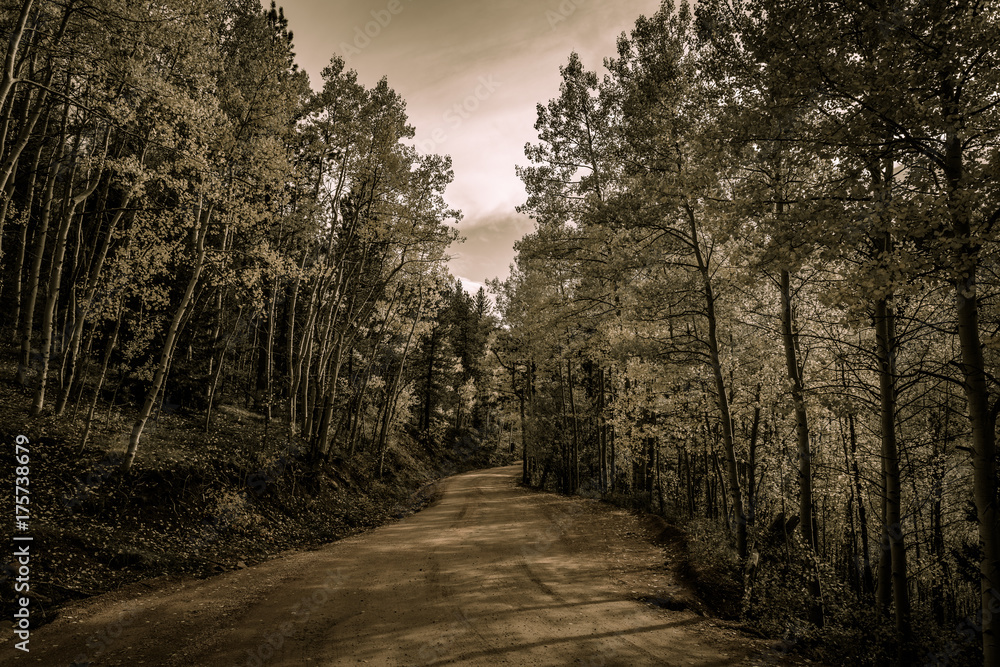 Fototapeta premium Aspen Lined Mountain Road