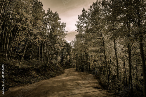 Aspen Lined Mountain Road