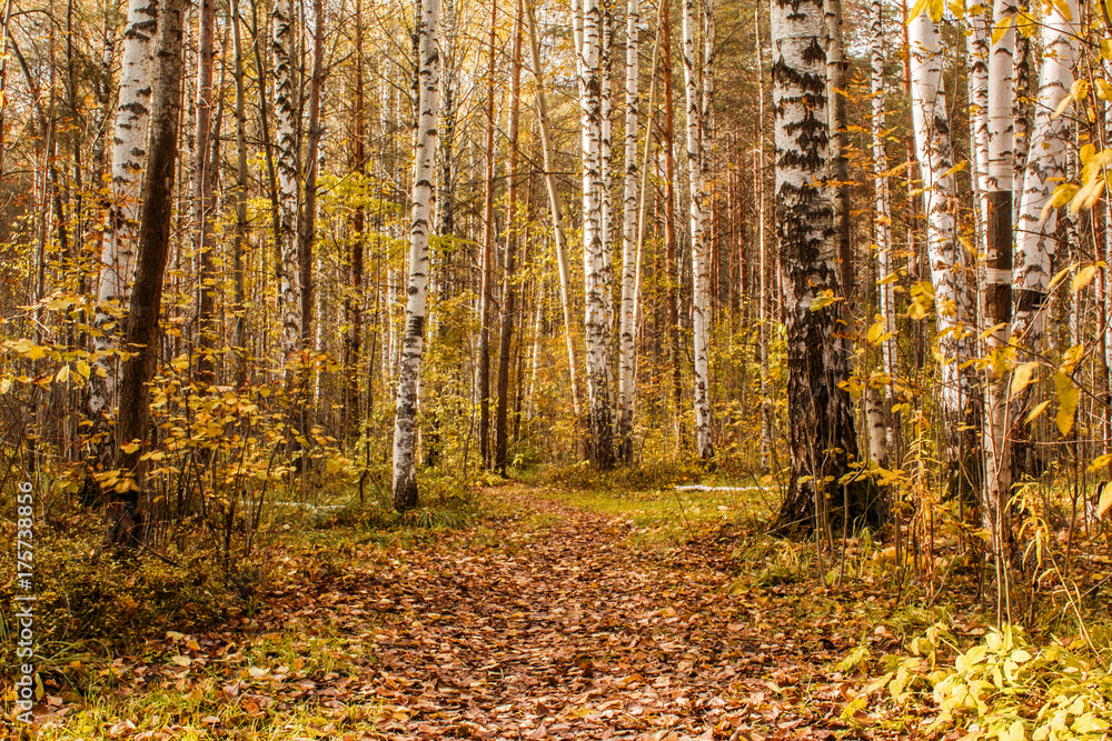 landscape of an autumn meadow covered with autumn leaves in a pine forest.