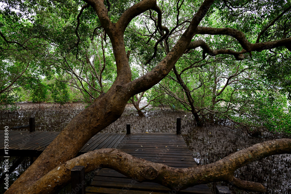 Obraz premium The big tree in the mangrove forest and boardwalk to admire the beauty of the jungle.Rayong,Thailand
