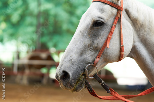 Fototapeta Naklejka Na Ścianę i Meble -  Portrait of a sports stallion. Riding on a horse. Thoroughbred horse. Beautiful horse.