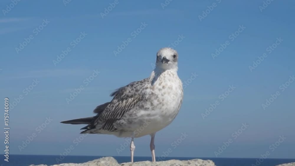 lonely seagull on the seafront stone lonely seagull on the seafront stone