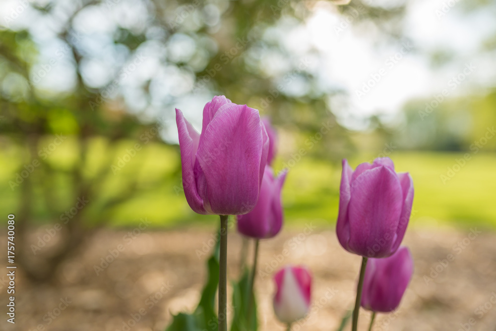 Fototapeta premium Pink tulips