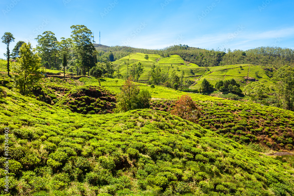 Nuwara Eliya tea plantation
