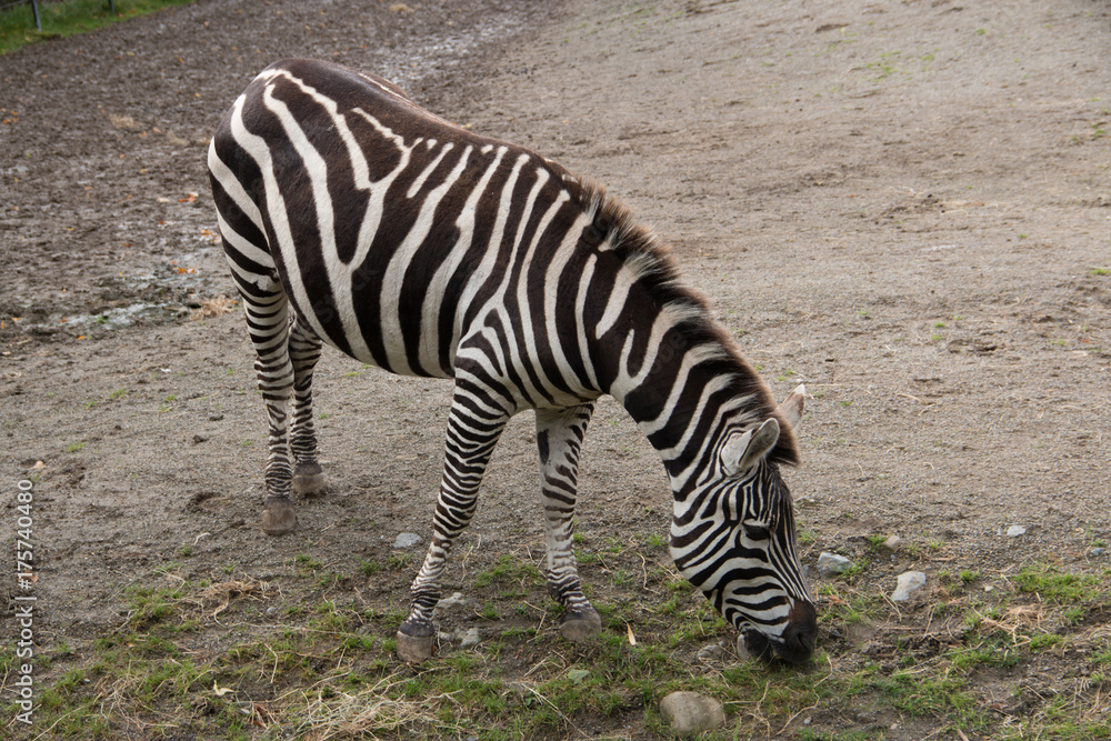 Fototapeta premium Zebra