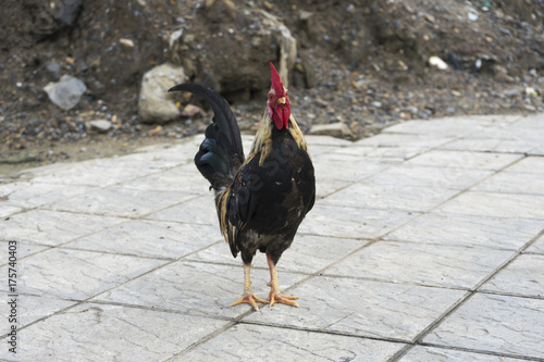 A hen standing on the walkway